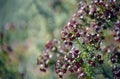 Close up of australian fringe myrtle calyces Royalty Free Stock Photo