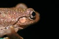 Close up of an Australian Frog Royalty Free Stock Photo