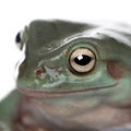 Close-up of Australian Green Tree Frog Royalty Free Stock Photo