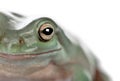 Close-up of Australian Green Tree Frog, Litoria caerulea Royalty Free Stock Photo