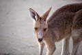 Close Up Of An Australian Kangaroo On The Beach Royalty Free Stock Photo