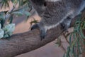 Close up of Australian koala paws on a eucalyptus branch Royalty Free Stock Photo