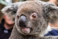 Close up of an Australian koala, Phascolarctos cinereus Royalty Free Stock Photo