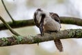 Close up of an Australian Kookaburra bird pecking branch