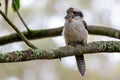 Close up of an Australian Kookaburra bird perched Royalty Free Stock Photo