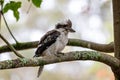 Close up of an Australian Kookaburra bird perched Royalty Free Stock Photo