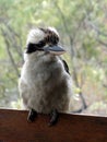 A close up of an Australian Kookaburra perched on a rail focusing on the birds head Royalty Free Stock Photo