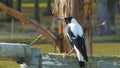 Close up of a australian magpie sitting on a fence