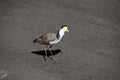 Close-up of Australian Masked Lapwings (Vanellus miles)