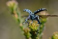 Close up of an Australian native Botany Bay Weevil, Chrysolopus spectabilis, taking flight