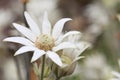 Close up of an Australian native Flannel Flower, Actinotus helianthi Royalty Free Stock Photo