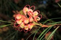 Close up of an Australian native grevillea flower