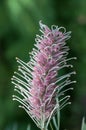 Australian native pink Grevillea flower , Sylvia cultivar