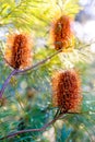 Close up of Australian native plant banksia flower with bokeh background. Royalty Free Stock Photo