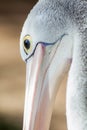 A close up of an australian pelican in adelaide south australia Royalty Free Stock Photo