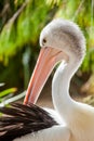 A close up of an australian pelican in adelaide south australia Royalty Free Stock Photo