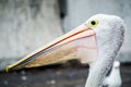 Close-up Australian Pelican water bird, focusing on its head and long beak.