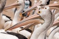 Close up of Australian pelicans, flock of birds on beach