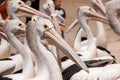 Close up of Australian pelicans, flock of birds on beach, wildlife in nature