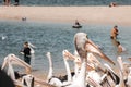 Close up of Australian pelicans, flock of birds on beach, wildlife in nature