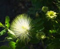 Close up of Australian rain tree silk plant flower Royalty Free Stock Photo