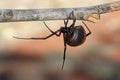 Australian Red-backed Spider Royalty Free Stock Photo