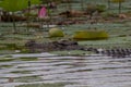 Close up of Australian Saltwater crocodile Crocodylus porosus amongst pink lotus lilies