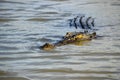 Close up of Australian saltwater crocodile stalking you in a murky river