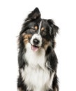 Close-up of Australian Shepard with one ear up Royalty Free Stock Photo