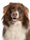 Close-up of Australian Shepherd dog