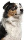 Close-up of Australian Shepherd dog