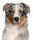 Close-up of Australian shepherd dog, 6 months old Royalty Free Stock Photo