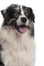 Close-up of Australian Shepherd dog, sitting Royalty Free Stock Photo