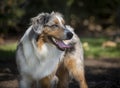 Close up of Austrailian Shepherd Royalty Free Stock Photo