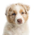 Close-up of an Australian Shepherd puppy Royalty Free Stock Photo