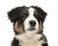 Close up of an Australian Shepherd puppy Royalty Free Stock Photo