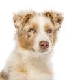 Close up of an Australian Shepherd puppy Royalty Free Stock Photo