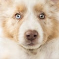 Close-up of an Australian Shepherd puppy Royalty Free Stock Photo