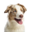 Close-up of an Australian shepherd puppy, 4 months old Royalty Free Stock Photo