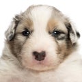 Close-up of an Australian Shepherd puppy, 22 days old Royalty Free Stock Photo