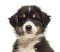 Close-up of an Australian Shepherd puppy, 2 months old Royalty Free Stock Photo