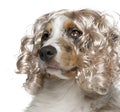Close-up of Australian Shepherd puppy wearing a wig Royalty Free Stock Photo