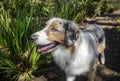 Close up of Austrailian Shepherd Royalty Free Stock Photo