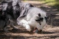 Close up of australian shepherd trying to catch the flying toy, running and playing in forest, concentrated Royalty Free Stock Photo