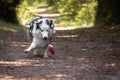 Close up of australian shepherd trying to catch the flying toy, running and playing in forest, concentrated Royalty Free Stock Photo