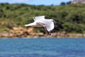 Australian Silver gull flying at rocky coast