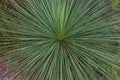 Close up of Australian tree grass leaves. Xanthorrhoea plant