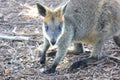 Close up of an Australian Wallaby in bush