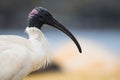 Close-up of an Australian White Ibis. Threskiornis molucca Royalty Free Stock Photo