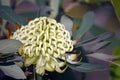 Close up of an Australian white Waratah with copy space Royalty Free Stock Photo